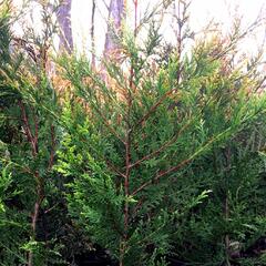 cipiovec Leylandv Castlewellan Gold - Cupressus  leylandii Castlewellan Gold