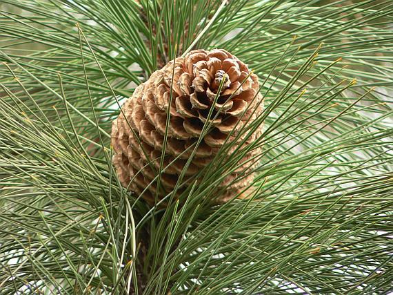 Borovice Jeffreyova - Pinus jeffreyi