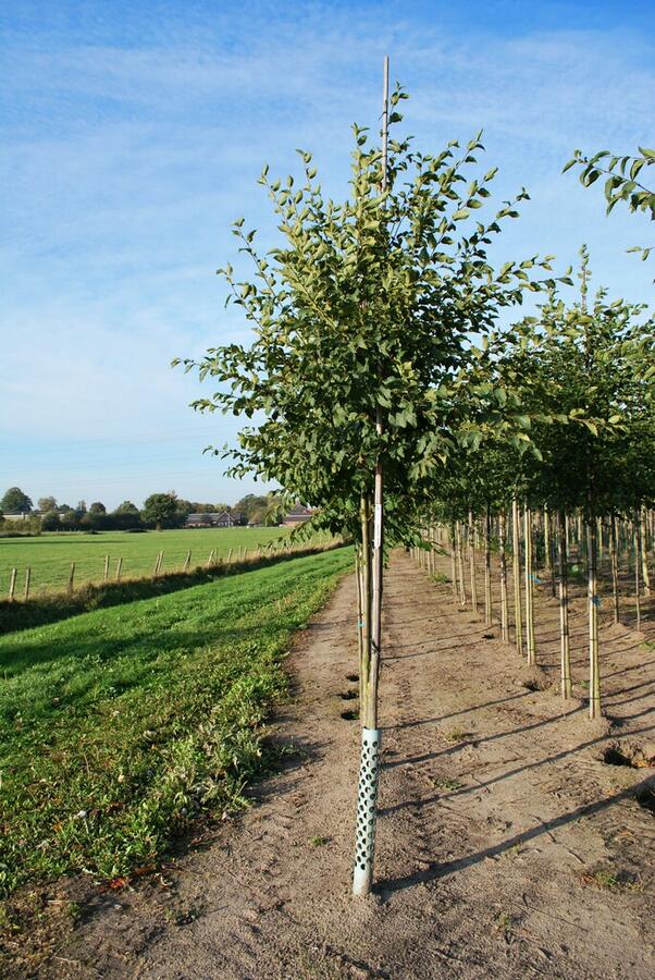 Habrovec habrolistý - Ostrya carpinifolia