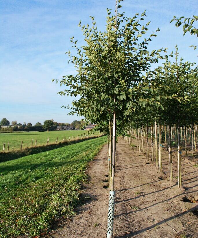 Habrovec habrolistý - Ostrya carpinifolia