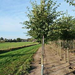 Habrovec habrolistý - Ostrya carpinifolia