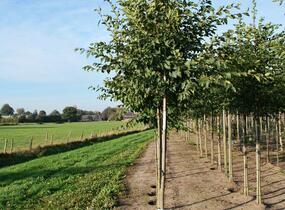 Habrovec habrolistý - Ostrya carpinifolia