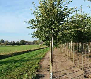 Habrovec habrolistý - Ostrya carpinifolia