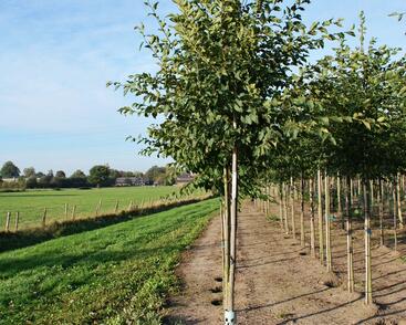 Habrovec habrolistý