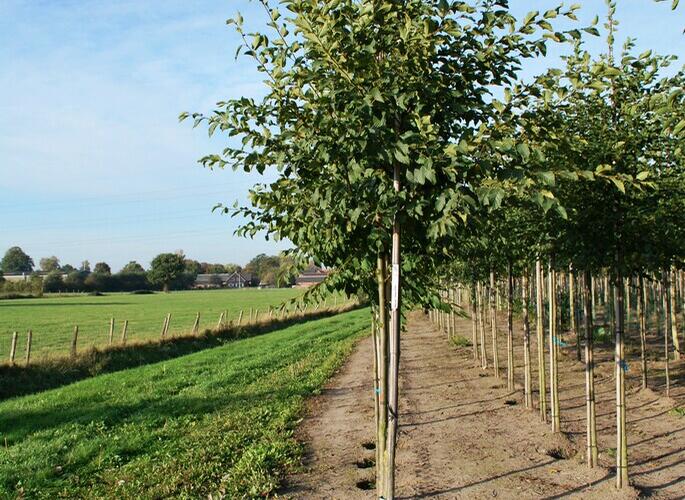 Habrovec habrolistý - Ostrya carpinifolia