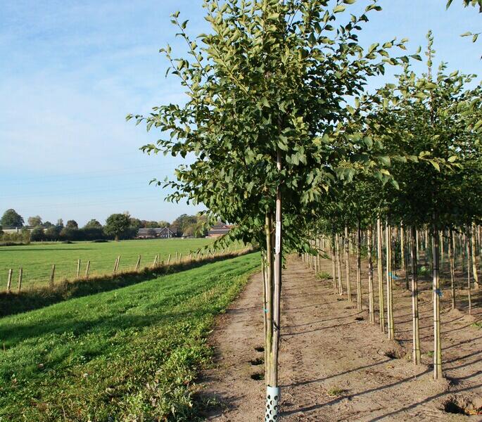 Habrovec habrolistý - Ostrya carpinifolia