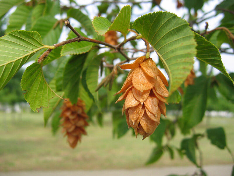 Habrovec habrolistý - Ostrya carpinifolia