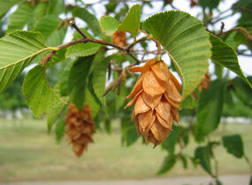 Habrovec habrolistý - Ostrya carpinifolia