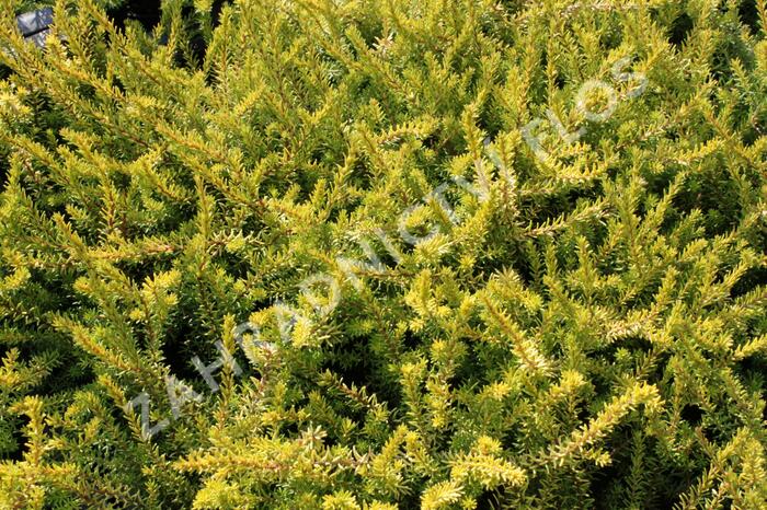 Vřesovec darlejský 'Mary Helen' - Erica darleyensis 'Mary Helen'