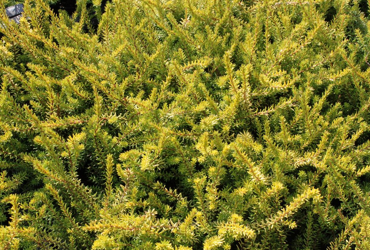 Vřesovec darlejský 'Mary Helen' - Erica darleyensis 'Mary Helen'