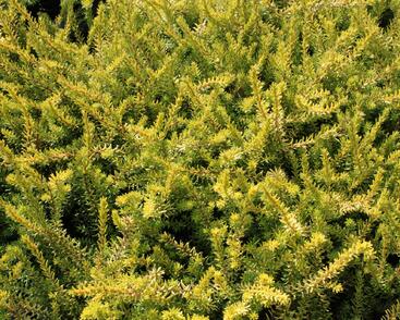 Vřesovec darlejský 'Mary Helen'