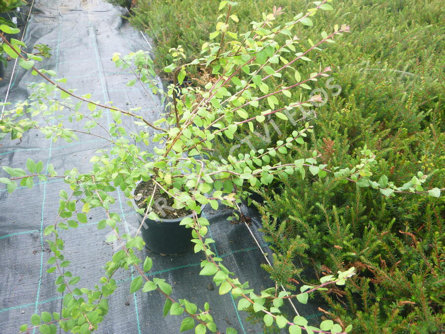 Pámelník Chenaultův 'Hancock' - Symphoricarpos chenaultii 'Hancock'