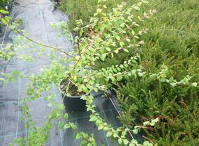 Pámelník Chenaultův 'Hancock' - Symphoricarpos chenaultii 'Hancock'