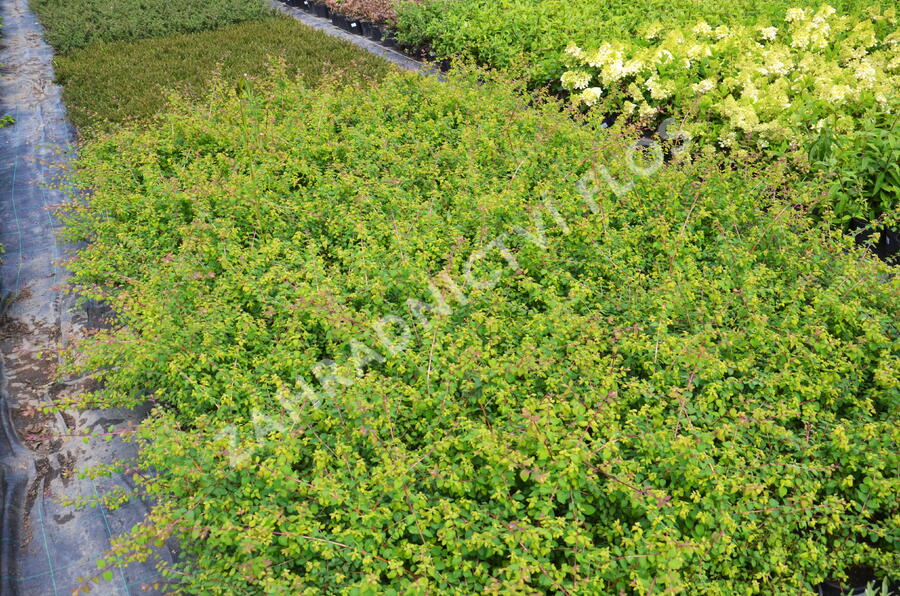 Pámelník Chenaultův 'Hancock' - Symphoricarpos chenaultii 'Hancock'