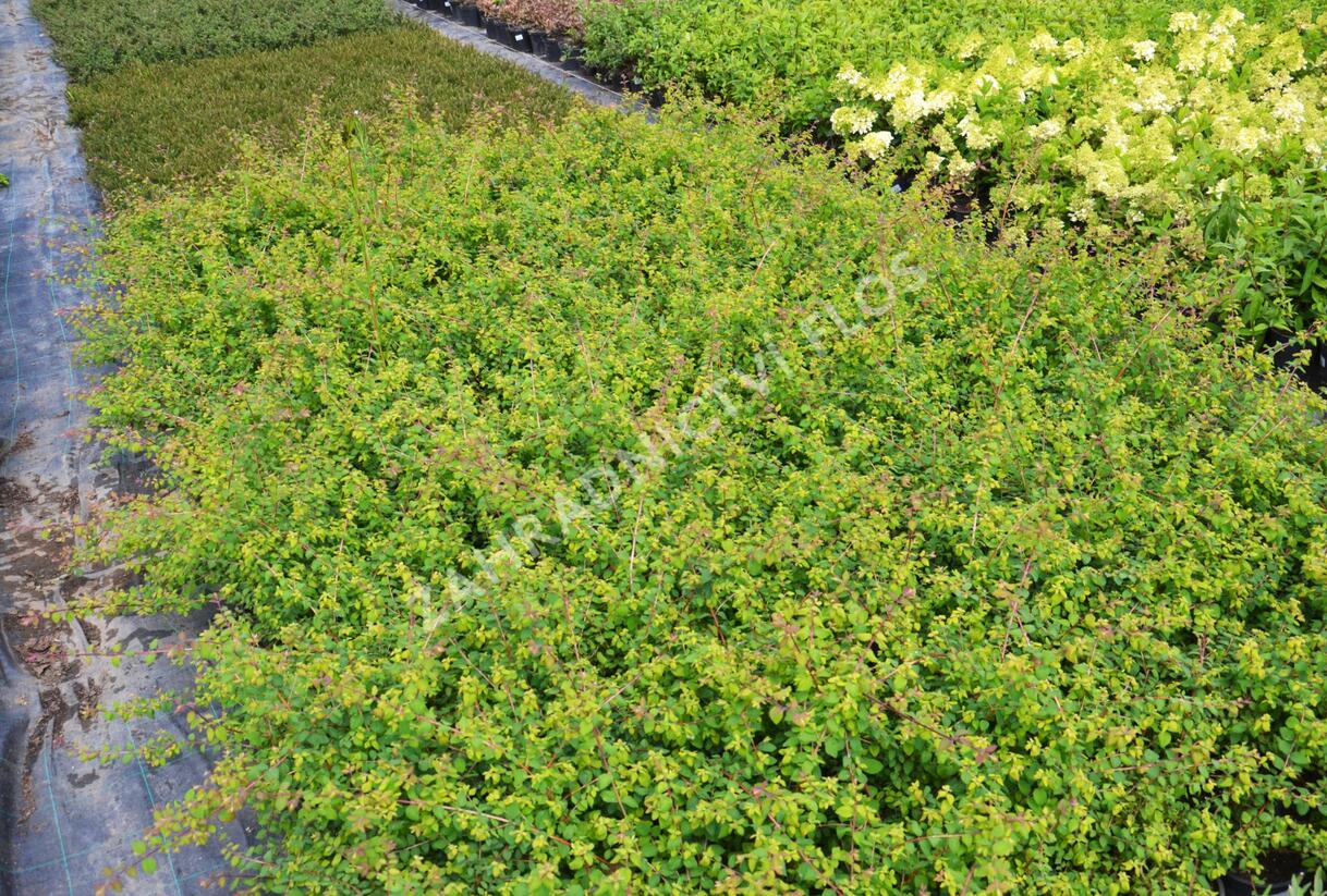 Pámelník Chenaultův 'Hancock' - Symphoricarpos chenaultii 'Hancock'