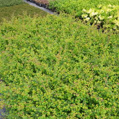 Pámelník Chenaultův 'Hancock' - Symphoricarpos chenaultii 'Hancock'