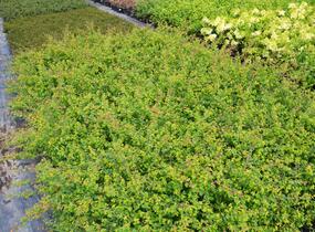 Pámelník Chenaultův 'Hancock' - Symphoricarpos chenaultii 'Hancock'