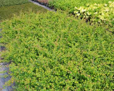 Pámelník Chenaultův 'Hancock'