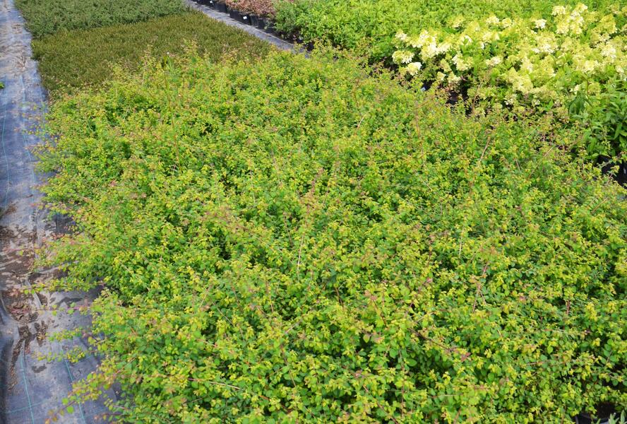 Pámelník Chenaultův 'Hancock' - Symphoricarpos chenaultii 'Hancock'