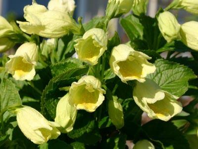 Vajgélie květnatá Middendorffova - Weigela florida middendorffiana