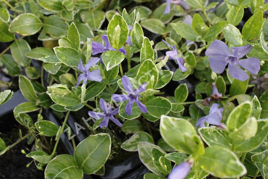Barvínek menší 'Ralph Schugert' - Vinca minor 'Ralph Schugert'