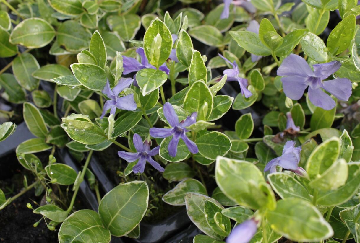 Barvínek menší 'Ralph Schugert' - Vinca minor 'Ralph Schugert'