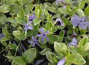 Barvínek menší 'Ralph Schugert' - Vinca minor 'Ralph Schugert'