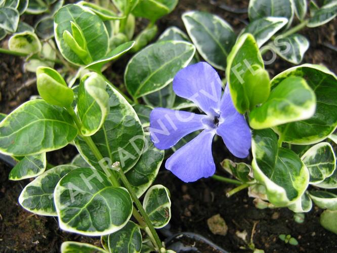 Barvínek menší 'Ralph Schugert' - Vinca minor 'Ralph Schugert'