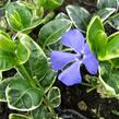 Barvínek menší 'Ralph Schugert' - Vinca minor 'Ralph Schugert'