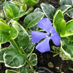 Barvínek menší 'Ralph Schugert' - Vinca minor 'Ralph Schugert'
