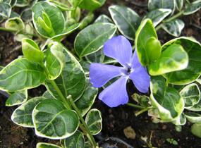 Barvínek menší 'Ralph Schugert' - Vinca minor 'Ralph Schugert'