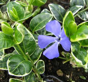 Barvínek menší 'Ralph Schugert' - Vinca minor 'Ralph Schugert'