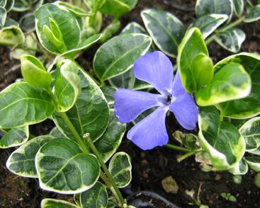 Barvínek menší 'Ralph Schugert'