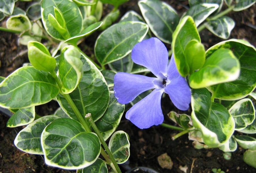 Barvínek menší 'Ralph Schugert' - Vinca minor 'Ralph Schugert'