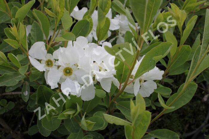 Hroznovec velkokvětý 'The Bride' - Exochorda macrantha 'The Bride'