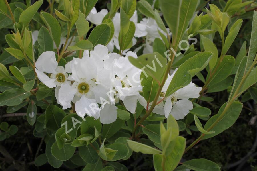 Hroznovec velkokvětý 'The Bride' - Exochorda macrantha 'The Bride'