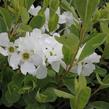 Hroznovec velkokvětý 'The Bride' - Exochorda macrantha 'The Bride'