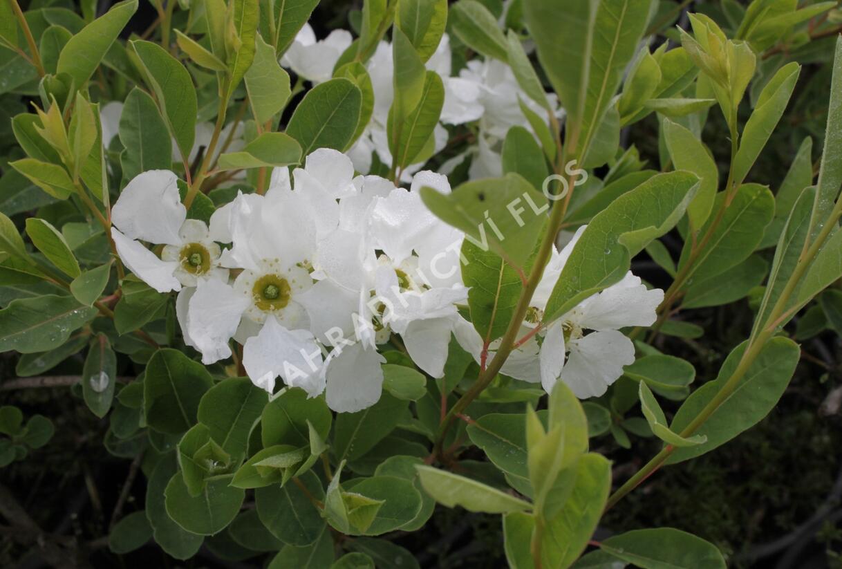 Hroznovec velkokvětý 'The Bride' - Exochorda macrantha 'The Bride'
