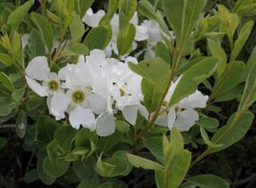 Hroznovec velkokvětý 'The Bride' - Exochorda macrantha 'The Bride'
