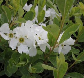 Hroznovec velkokvětý 'The Bride' - Exochorda macrantha 'The Bride'