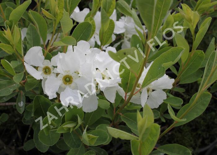 Hroznovec velkokvětý 'The Bride' - Exochorda macrantha 'The Bride'