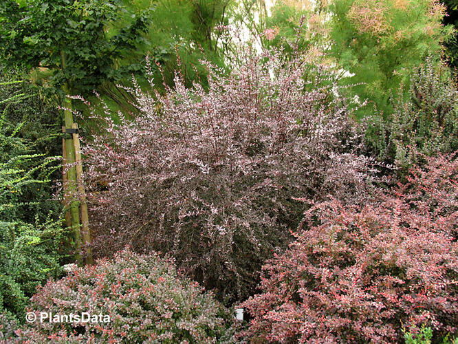 Dřišťál Thunbergův 'Red Chief' - Berberis thunbergii 'Red Chief'