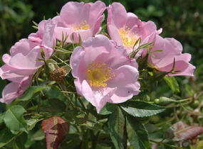 Růže viržínská - Rosa virginiana