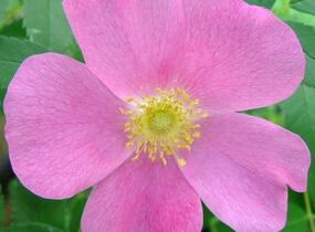 Růže viržínská - Rosa virginiana