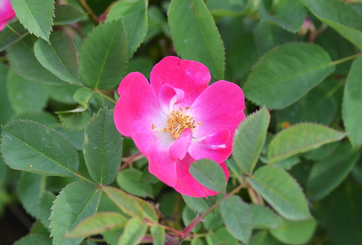 Růže lesklá - Rosa nitida