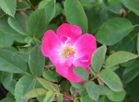 Růže lesklá - Rosa nitida