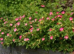 Růže lesklá - Rosa nitida