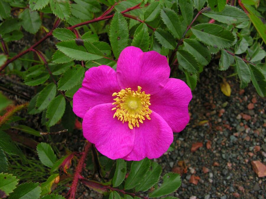 Růže lesklá - Rosa nitida