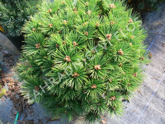 Borovice hustokvětá 'Low Glow' - Pinus densiflora 'Low Glow'