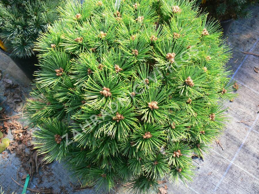 Borovice hustokvětá 'Low Glow' - Pinus densiflora 'Low Glow'